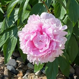 Meet your Posher, Lucy